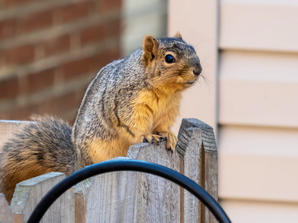 How to Get Rid of Chipmunks in Garage: Effective and Safe Methods