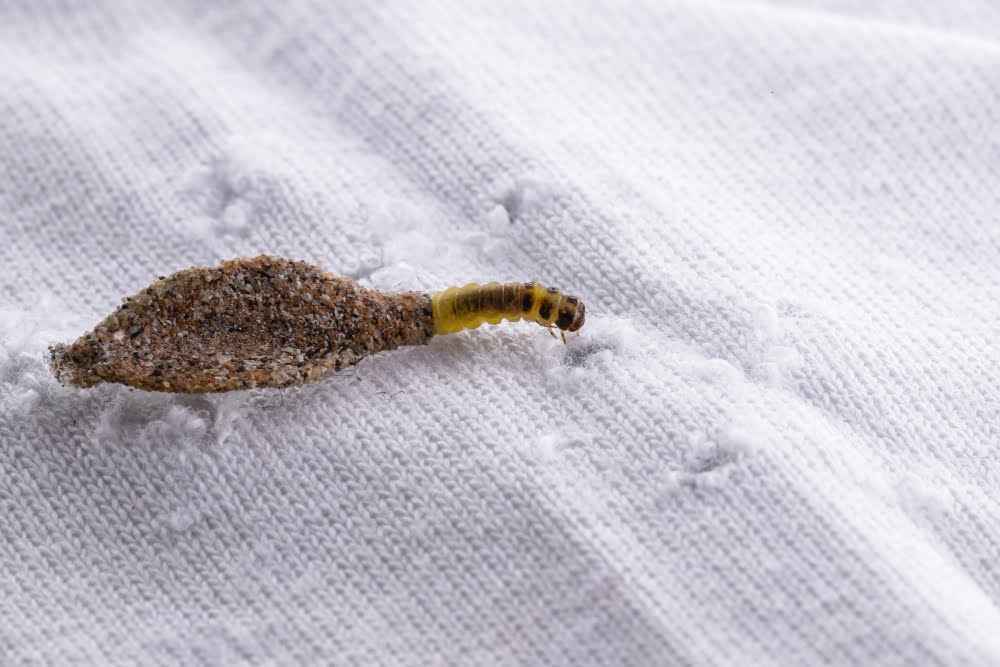 Garage Infested With Moths - Larvae on Clothes